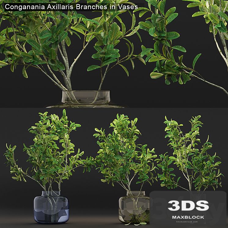 Conganania Axillaris branches in vases