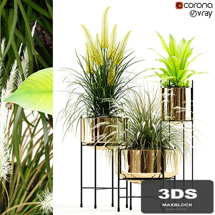 Plants collection 146 AGATA