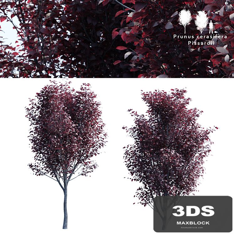 Spread spread 2 trees | Prunus pissardii