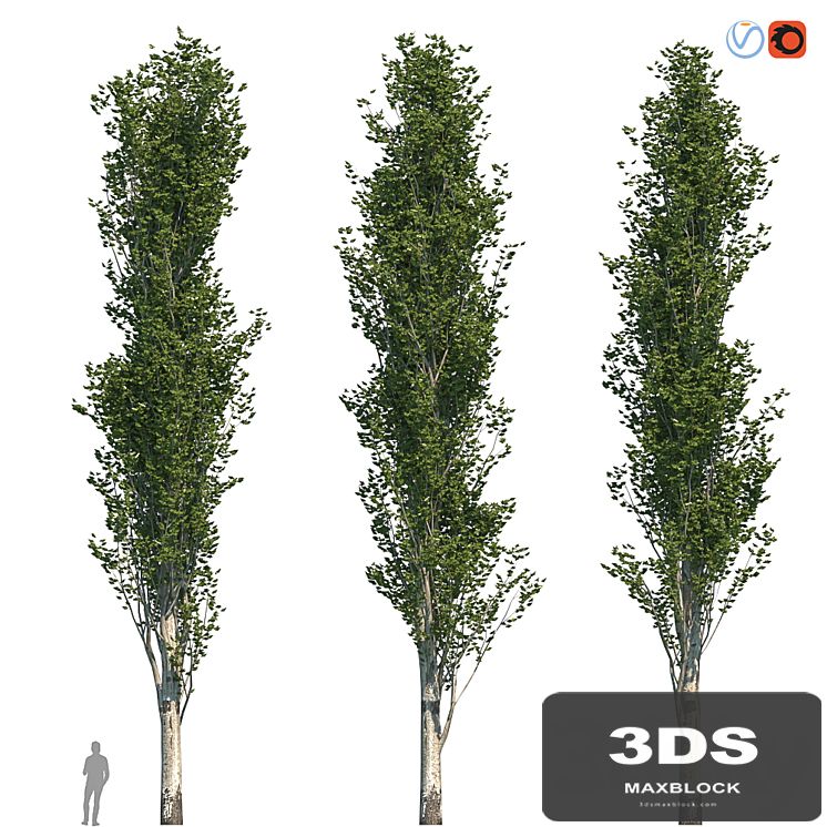Poplar Pyramidal 17m Summer