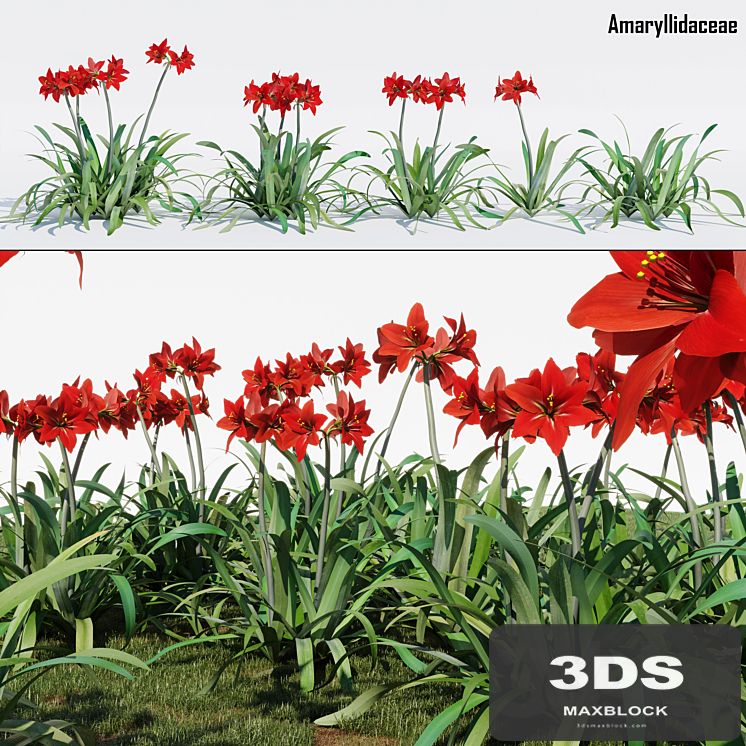 Amaryllidaceae