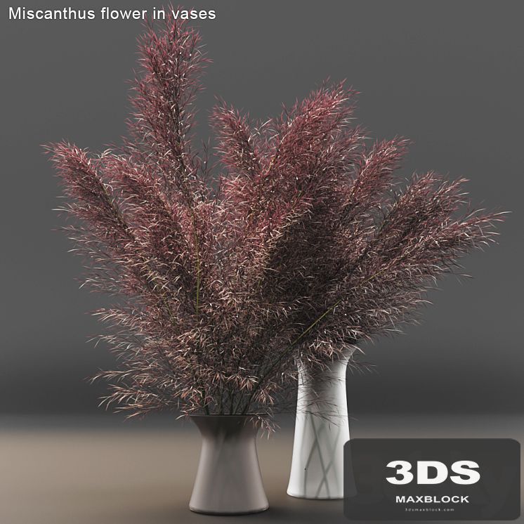 Miscanthus flower in vases