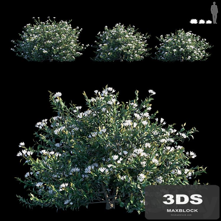 Common bush