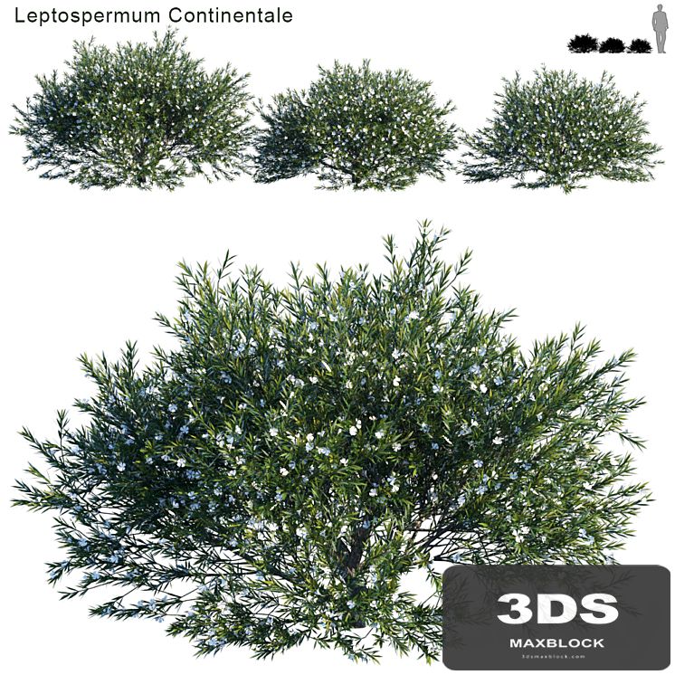 Prickly Tea-tree | Leptospermum Continentale # 1