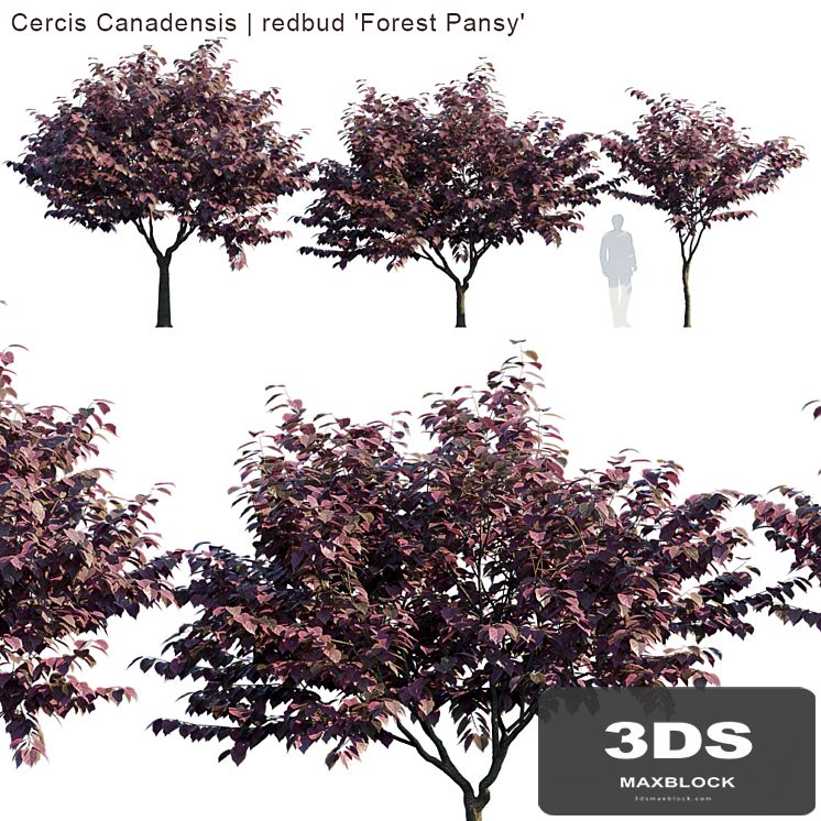 Cercis Canadensis | redbud "Forest Pansy"