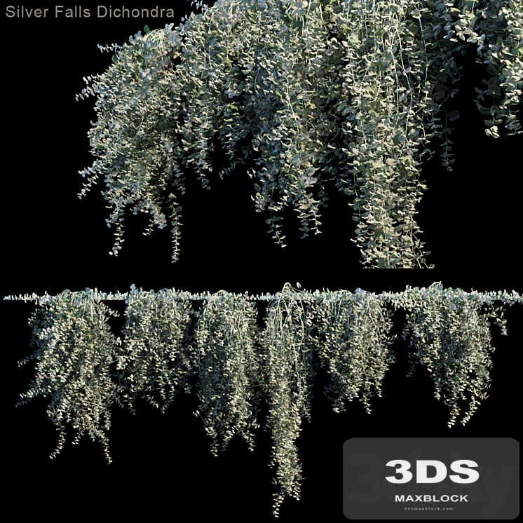 Silver Falls Dichondra | Climber on wall | 6 module