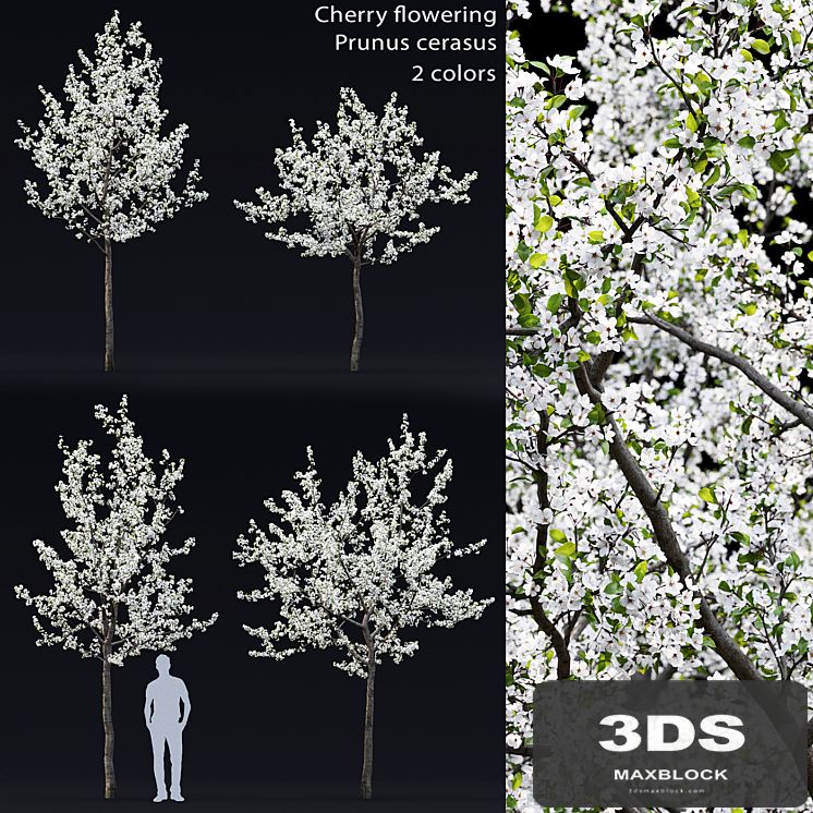 Cherry flowering