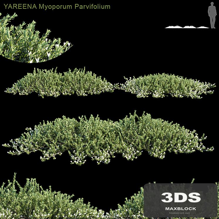 YAREENA Myoporum Parvifolium