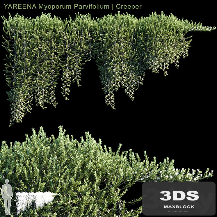 YAREENA Myoporum Parvifolium creeper | 5 module