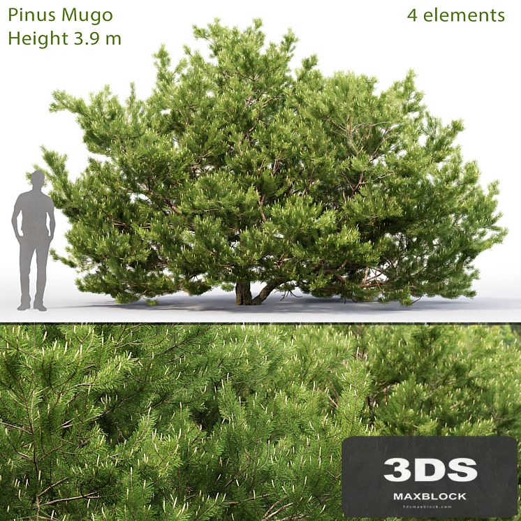 Pine