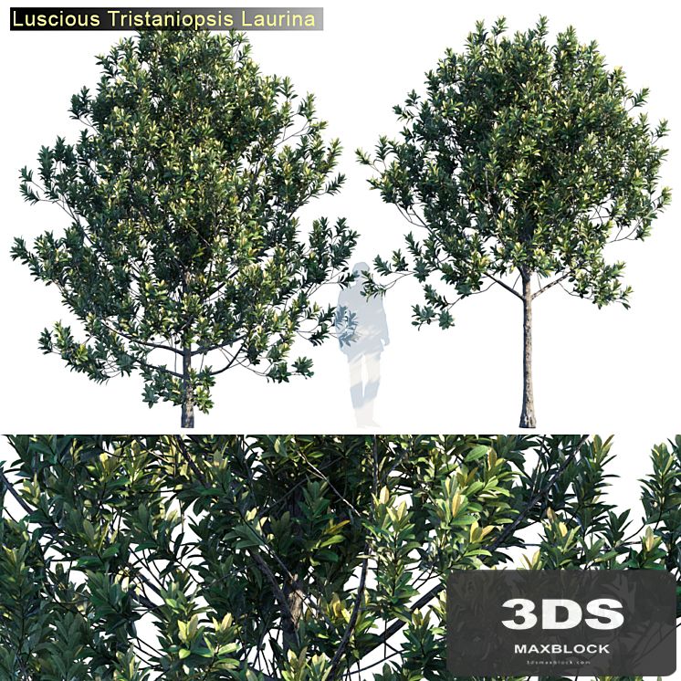 Tristanopsis Laurina # 2