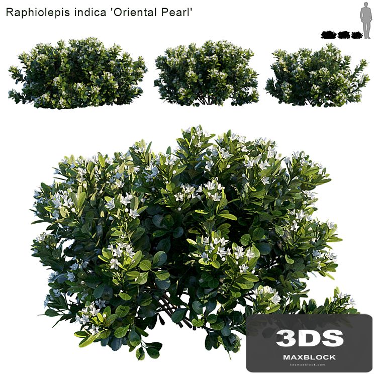 Raphiolepis indica | Oriental Pearl