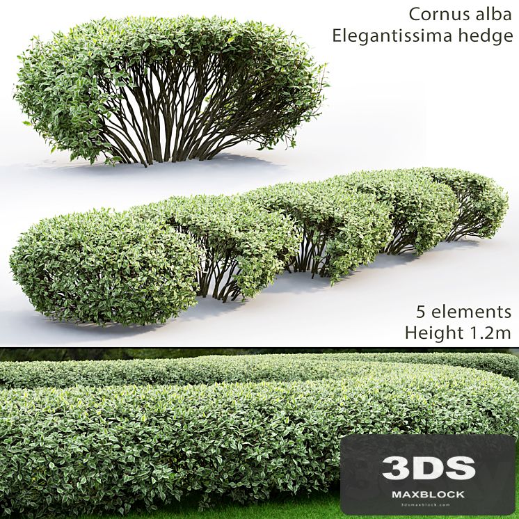 Cornus Alba Elegantissima hedge # 1
