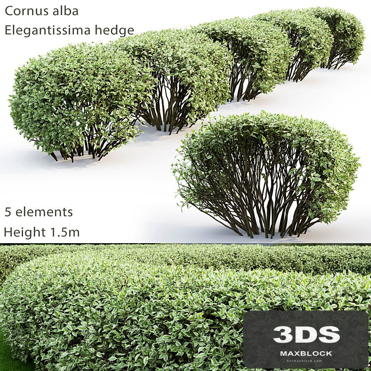 Cornus Alba Elegantissima hedge # 2