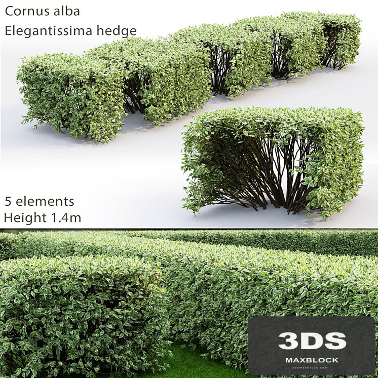 Cornus Alba Elegantissima hedge # 3