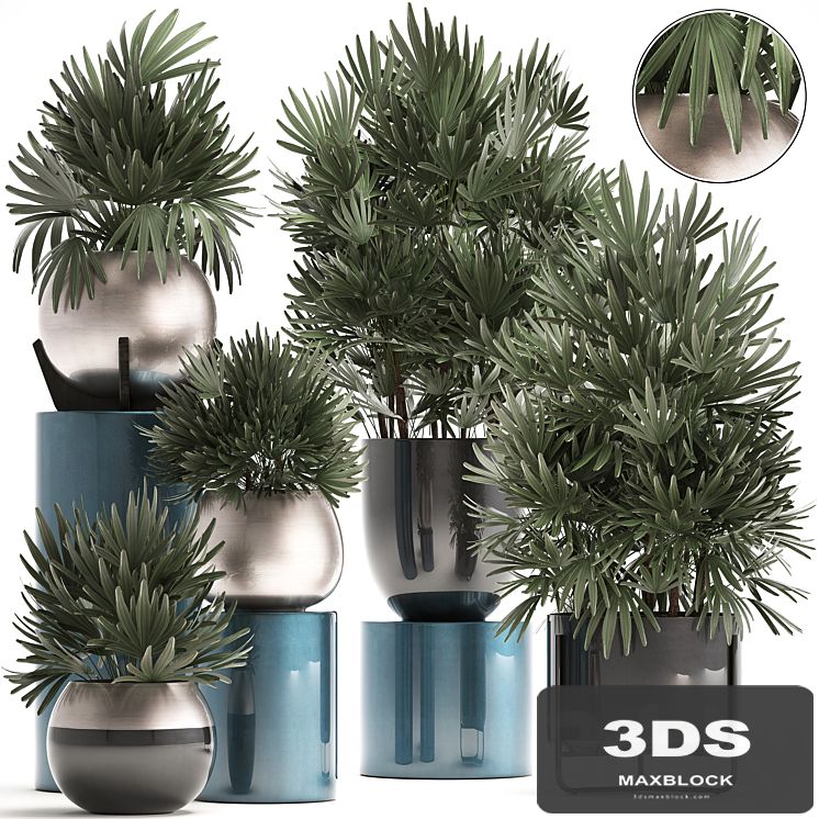 Plant collection 299. Interior palm tree, rapis, pot, flowerpot, luxury pot, bushes, thickets, Raphis Palm, stylish plants