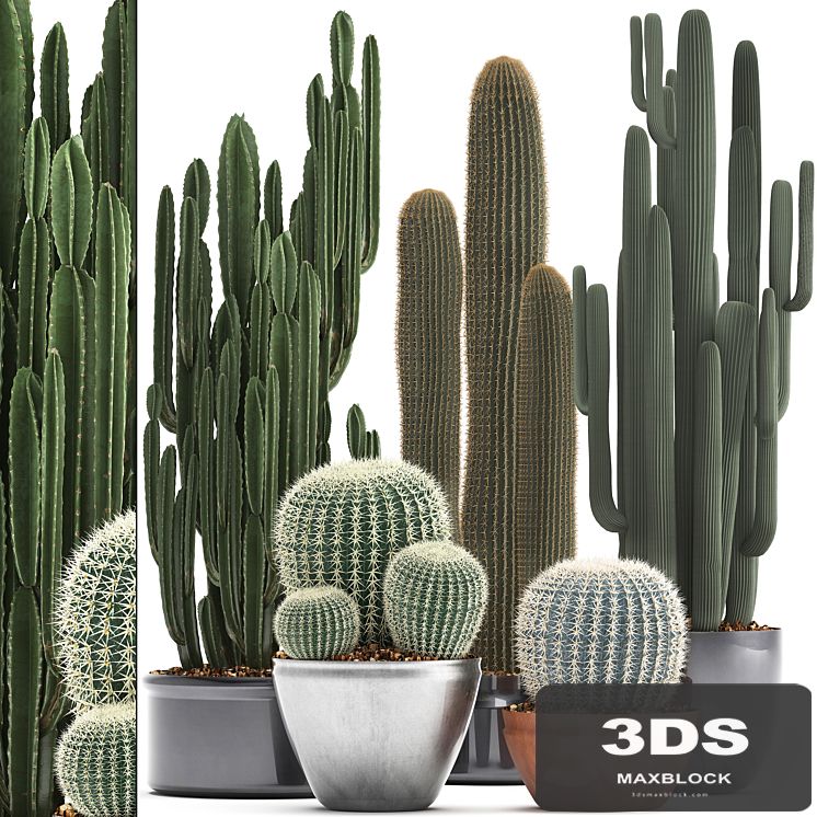 Collection of plants 300. Cactus set. Echinocactus, round cactus, cereus, Barrel cactus, indoor cactus, desert plants