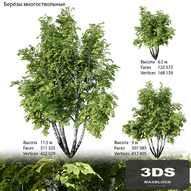 Birch multi-stemmed