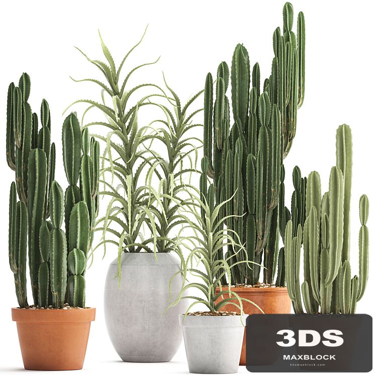 Plant collection 302. Cactus set. Cacti, cereus, aloe, indoor cactus, pot, flowerpot, clay, clinker, Aloe, concrete, desert plants, outdoor