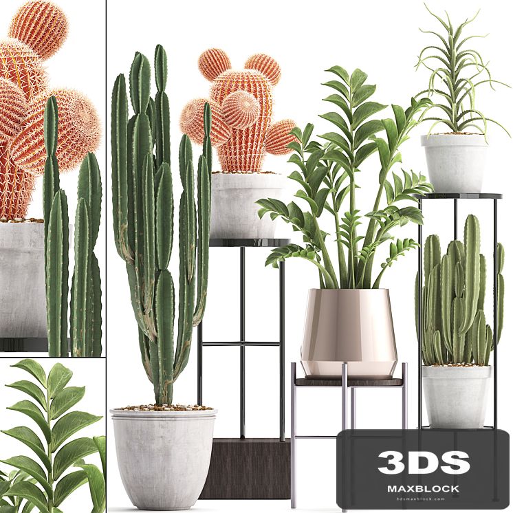 Plant collection 303. Cactus set. Cactus, cereus, Zamioculcas, aloe, shelf with flowers, stand, Aloe, desert plants, interior, concrete, outdoor