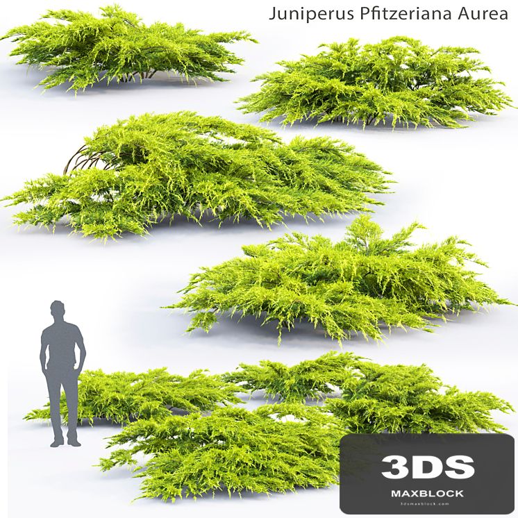 Juniperus Pfitzeriana Aurea # 1
