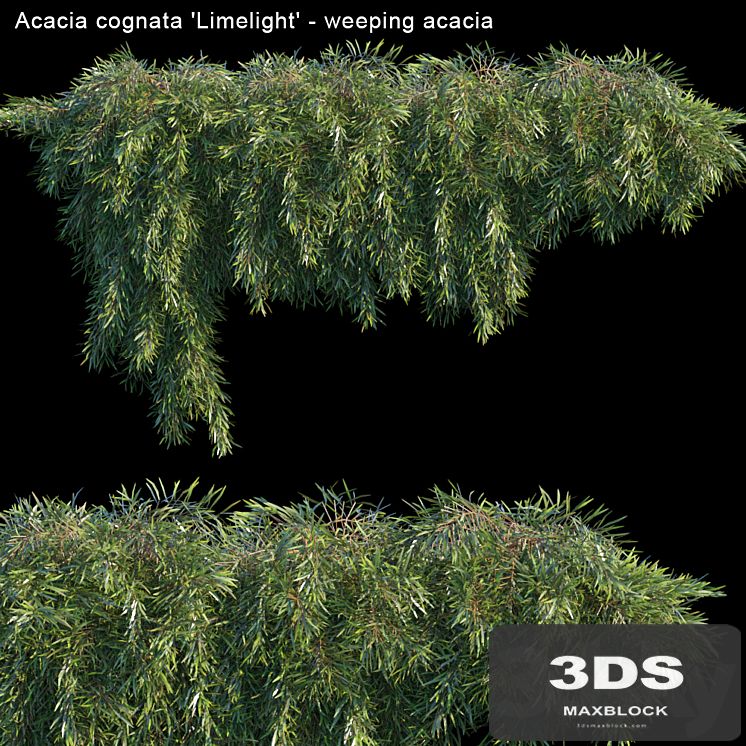 Acacia cognata Limelight - Weeping Acacia