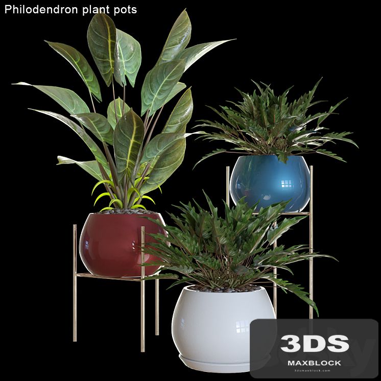 Philodendron plant pots # 2