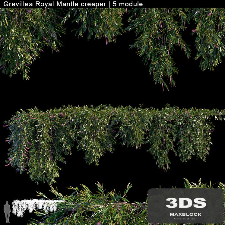 Grevillea Royal Mantle creeper | 5 module