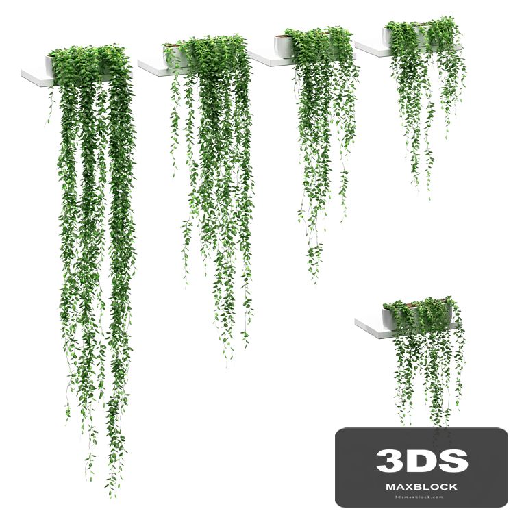 Hanging plants on the shelves. 5 models