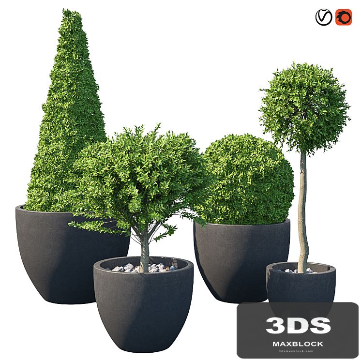 Street bushes in pots IV