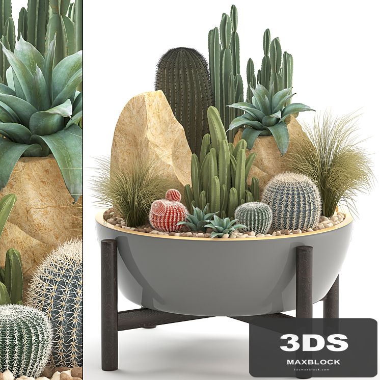 Plant collection 306. Cactus set. cacti, round cactus, flower bed, japanese, cereus, Barrel cactus, desert plants, stones