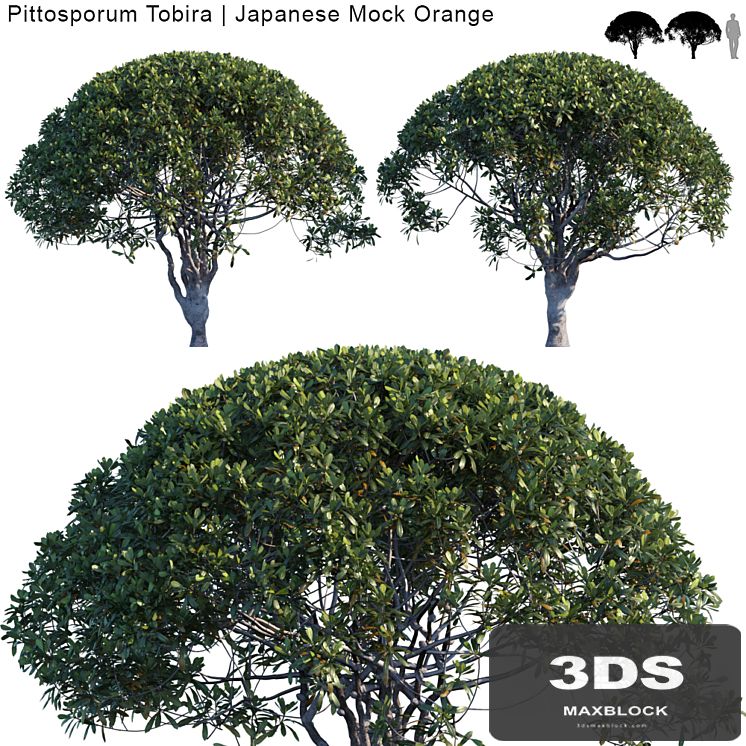 Pittosporum Tobira | Japanese Mock Orange var2