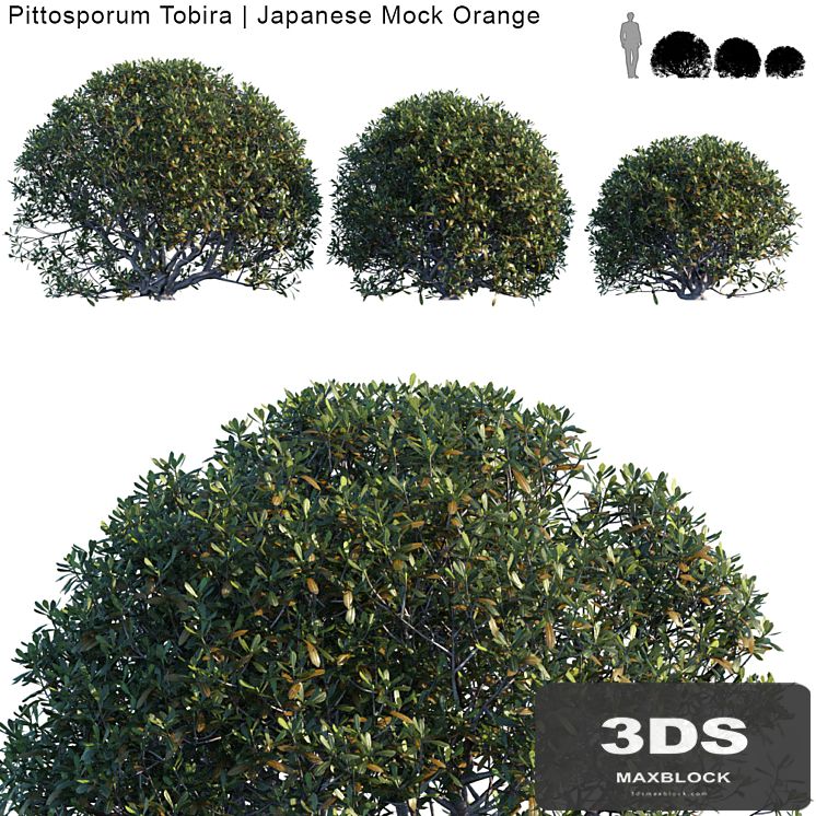 Pittosporum Tobira | Japanese Mock Orange bush
