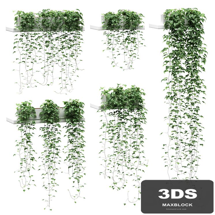 Ivy for shelves