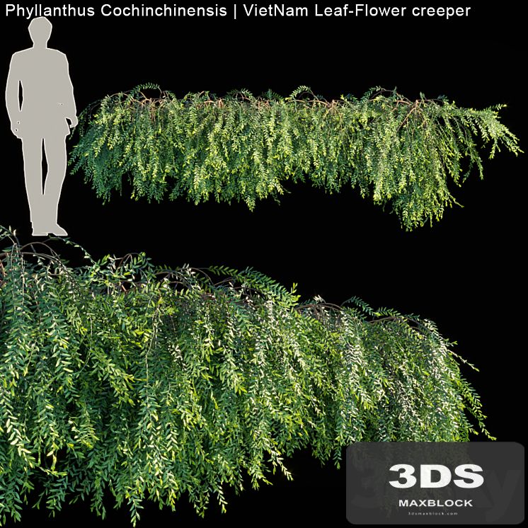 Phyllanthus Cochinchinensis | VietNam Leaf-Flower creeper