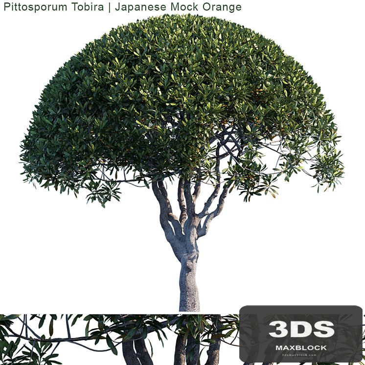 Pittosporum Tobira | Japanese Mock Orange