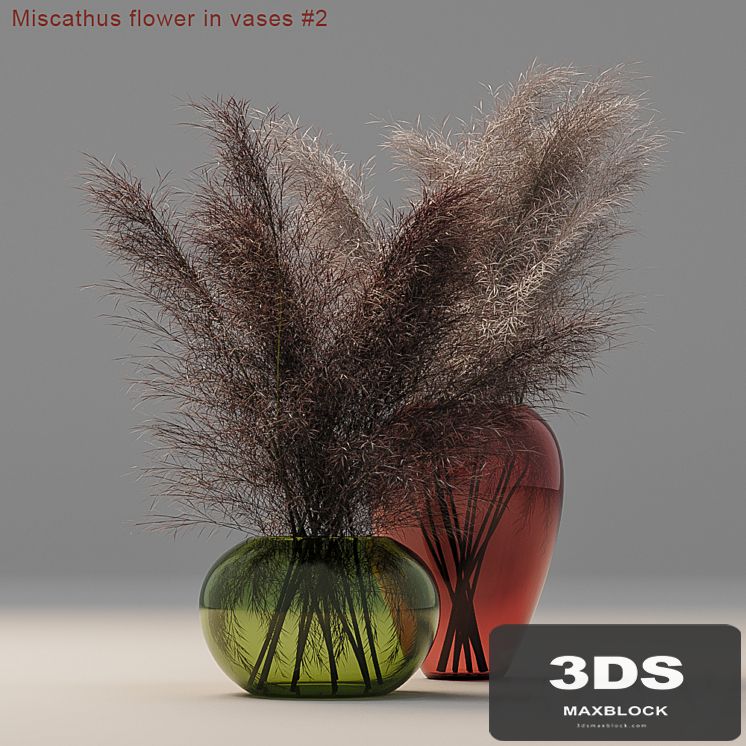 Miscathus flower in vases # 2