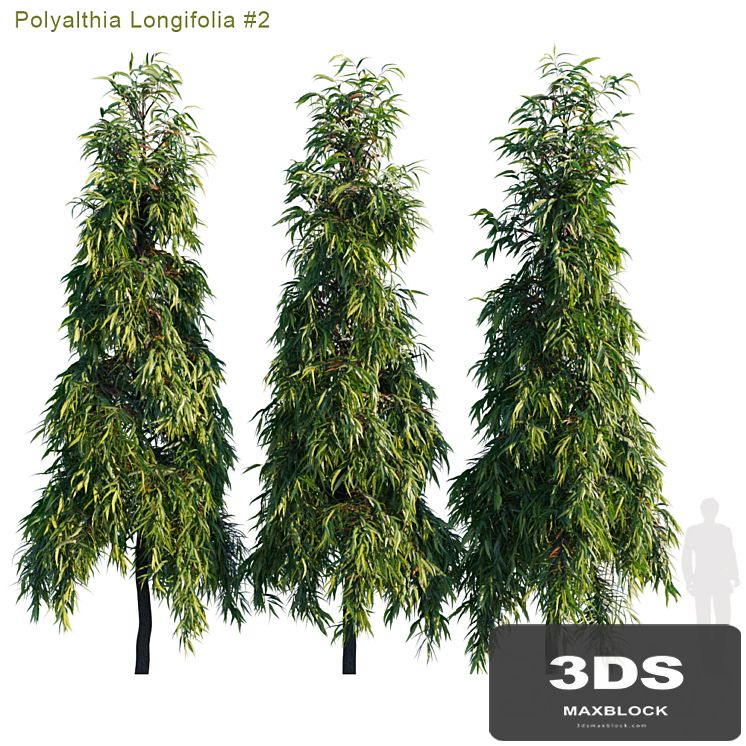 Polyalthia Longifolia # 2