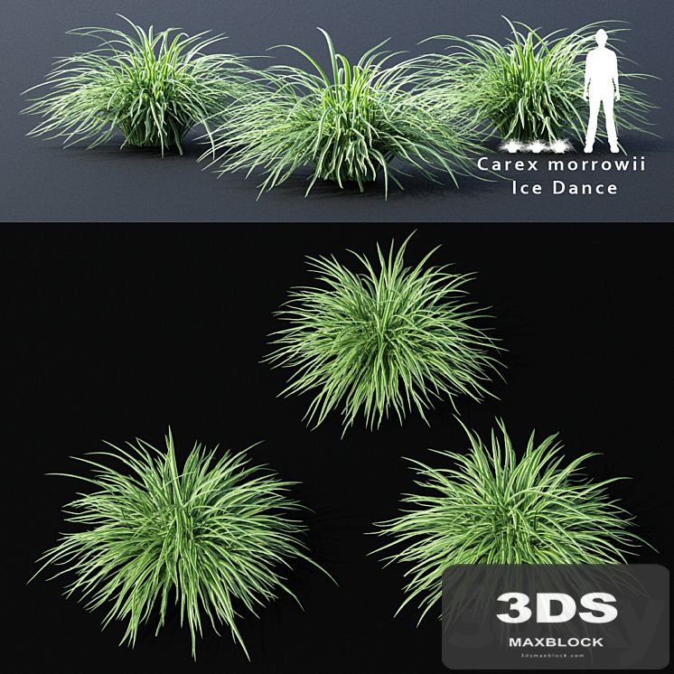 Sedge morrova | Carex morrowii Ice Dance ornamental grass