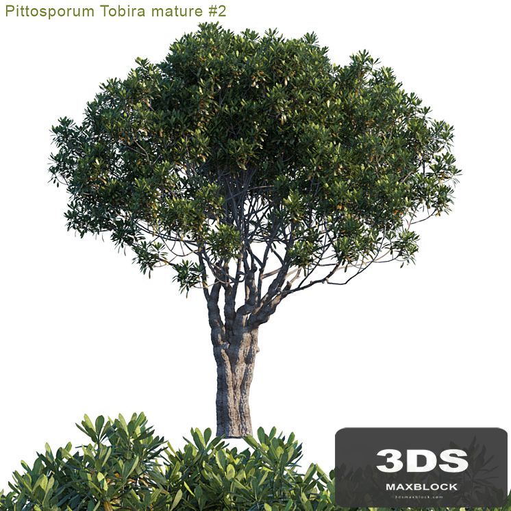 Pittosporum Tobira mature # 2