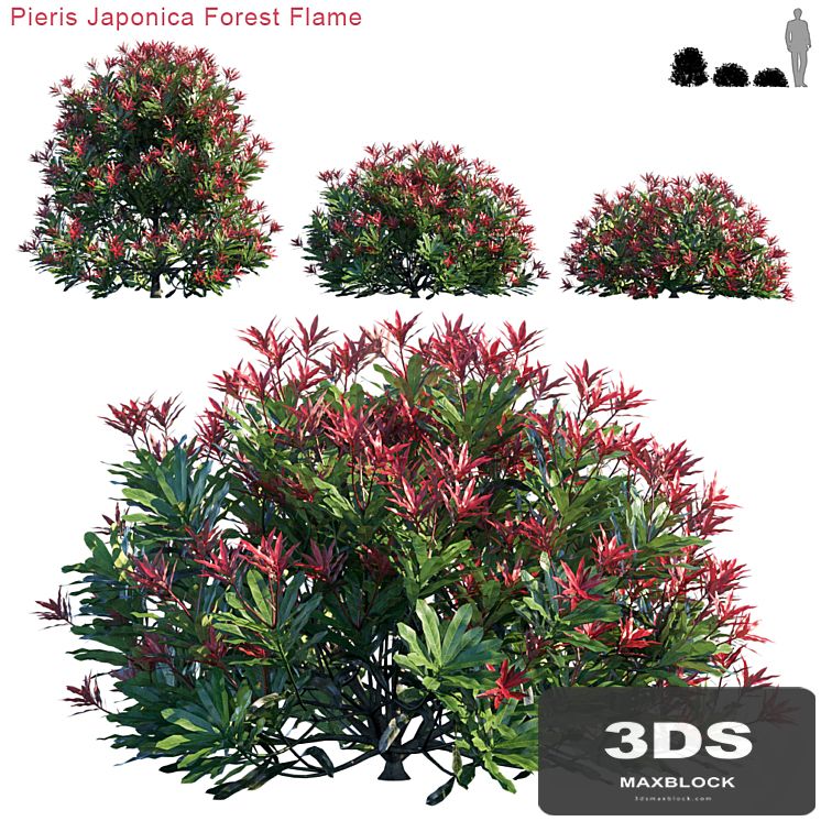 Pieris Japonica Forest Flame