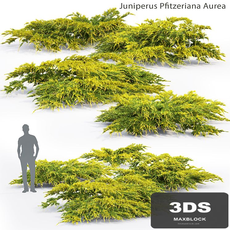 Juniperus Pfitzeriana Aurea # 2