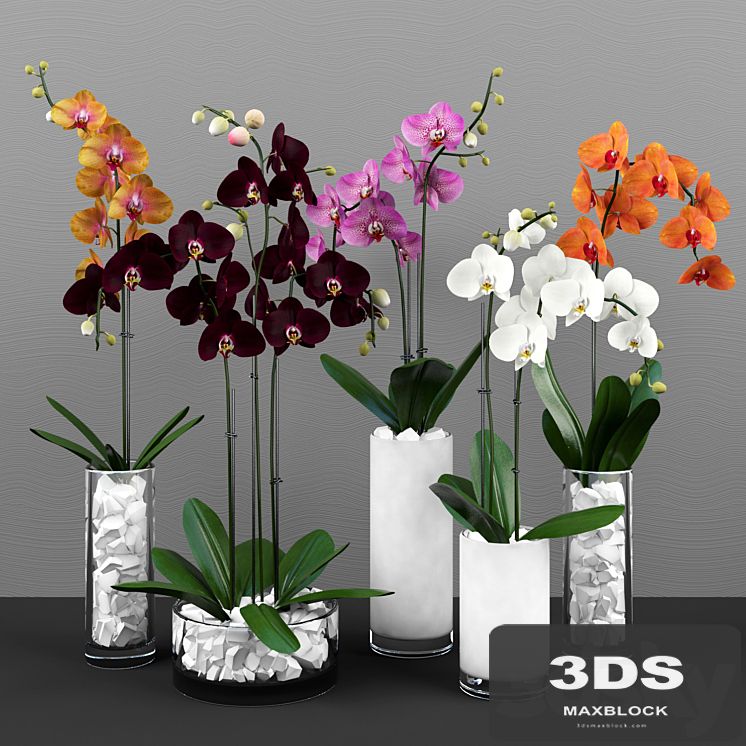 Phalaenopsis orchids set
