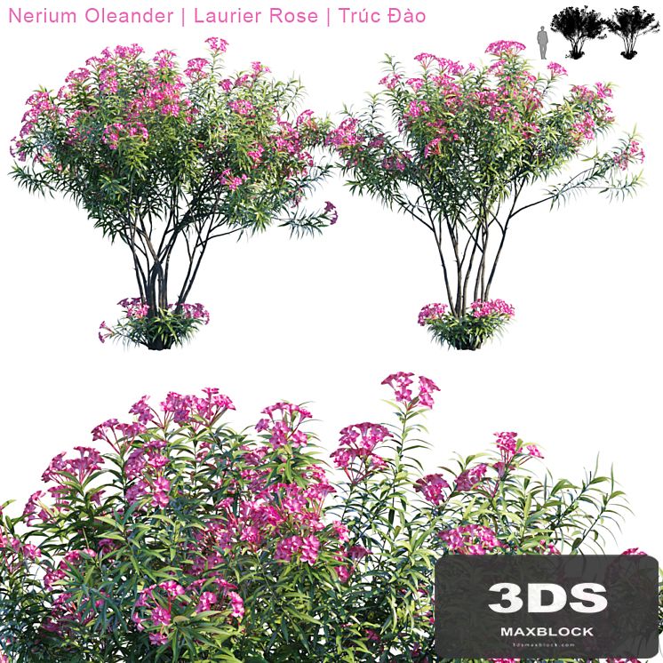 Nerium Oleander | Laurier rose