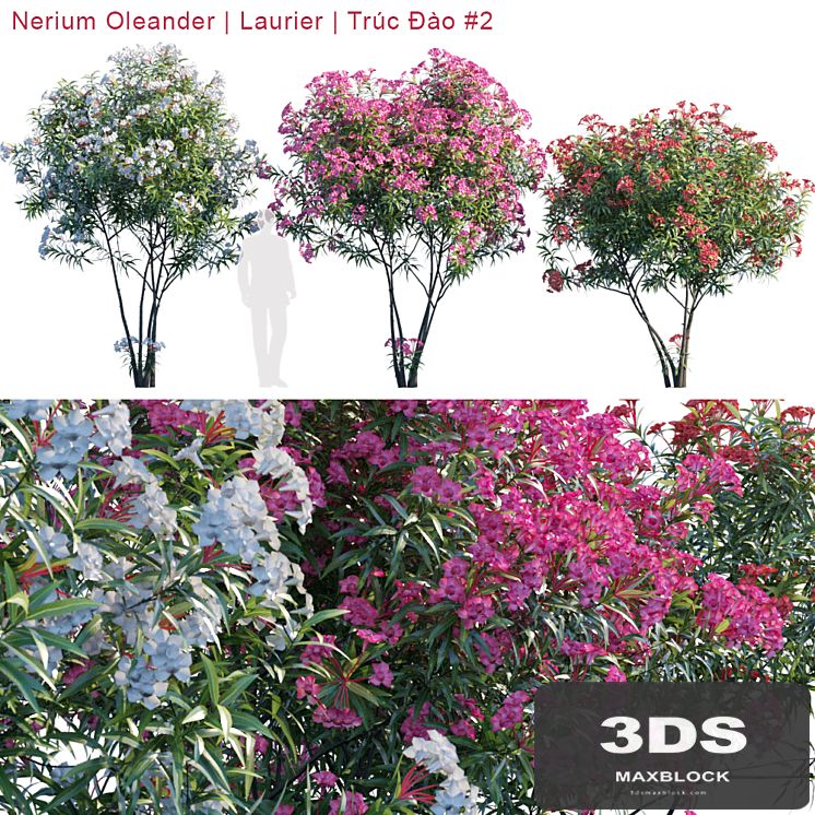 Nerium Oleander | Laurier | Trúc Đào # 2