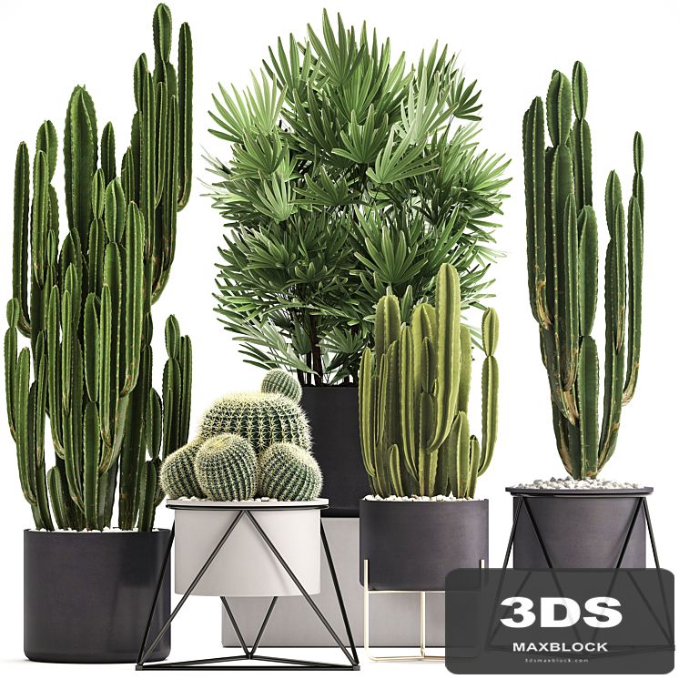 Plant collection 307. Cacti, palm tree, pot, flowerpot, Rapis, Cereus, Barrel cactus, interior, stylish, ecotic, Raphis Palm