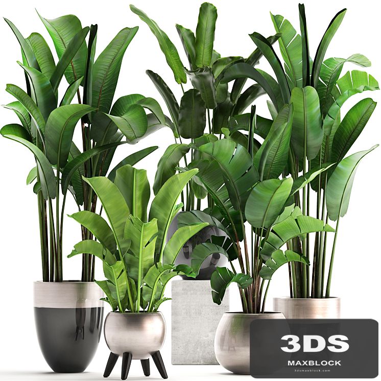 Plant collection 308. Strelitzia, banana, Ravenala, pot, flowerpot, indoor plants, luxury, Strelitzia, luxury pot, decor, bushes, thickets