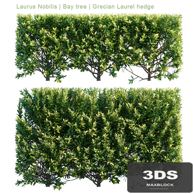 Laurus Nobilis | Bay tree | Grecian Laurel hedge