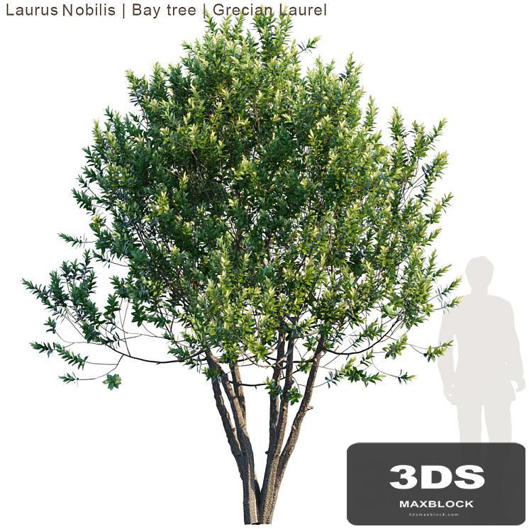 Laurus Nobilis | Bay tree | Grecian Laurel tree