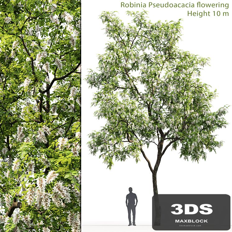 Robinia